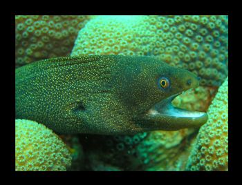 Taken with Olympus 5060, Ikelite casing and 125 strobe at... by Chris Young 